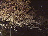 夜桜には三日月