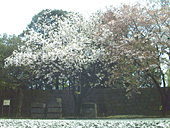 こちらも見事な八重桜