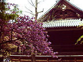 寛永寺と八重桜