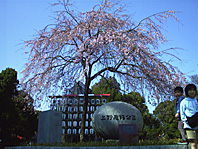 公園入り口の桜