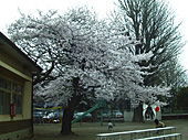 寛永寺幼稚園の桜