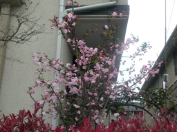 �n�i�J�C�h�E