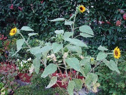 �G�ߊO��̂Ђ܂��