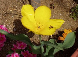 �`���[���b�v�ɋY���I