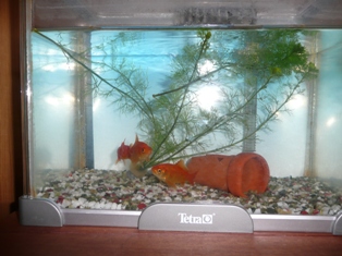 久々に飼った金魚
