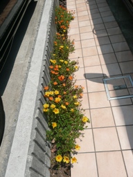 �|�[�`�����J