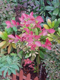 �g�t�̃u���[�x���[(2005.11.03)